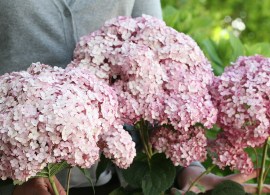hydrangea arborescens sweet annabelle
